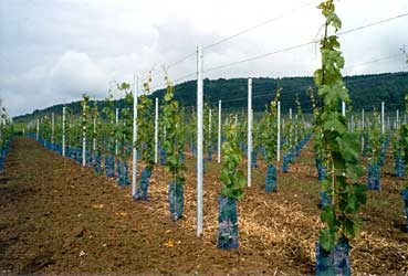 Weinbergsneuanlage im Jahr der Pflanzung