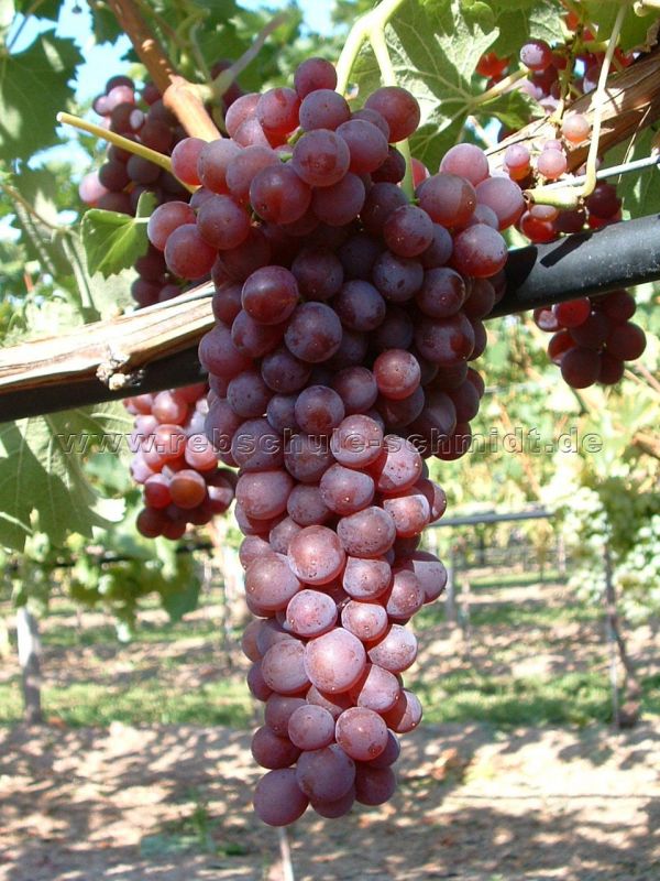 Einset seedless - kernlos - Weinrebe für den Garten kaufen | Rebschule  Schmidt