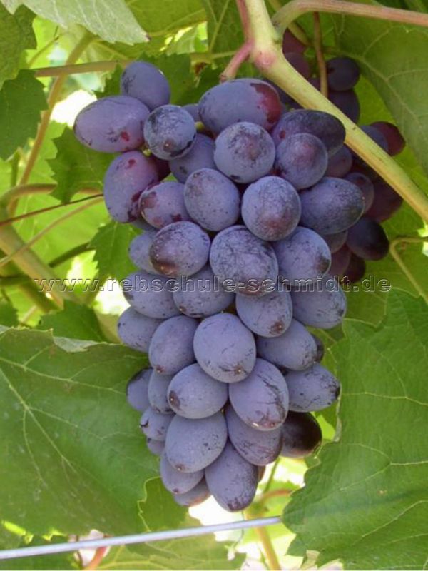 Jupiter - seedless table grape