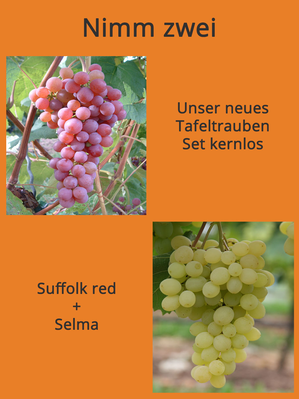 Nimm zwei - Tafeltrauben-Set - kernlos Suffolk red + Selma kaufen |  Rebschule Schmidt