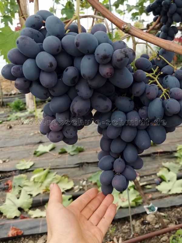 Alwika, Blue Table Grape