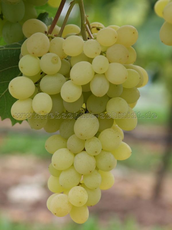 Selma - seedless - table grape