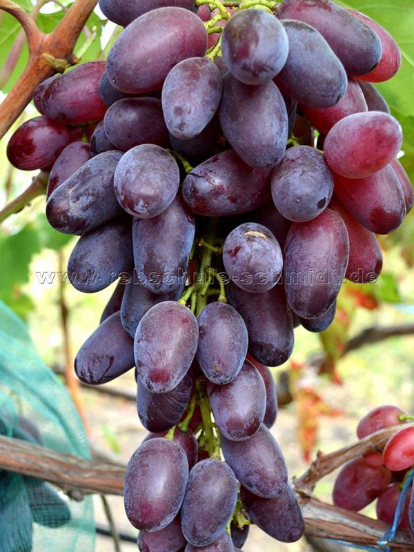Bravissimo - seedless table grape