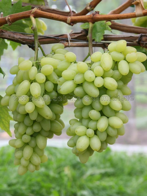 Centennial seedless - kernlos - Tafeltraube, Rebe