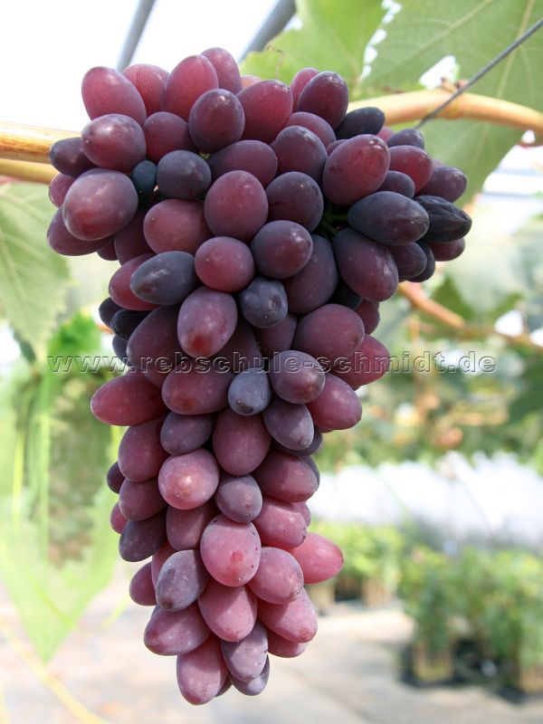 Saturn - seedless - table grape