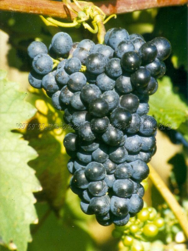 Tafeltraube Boskoops Glory - Weinrebe