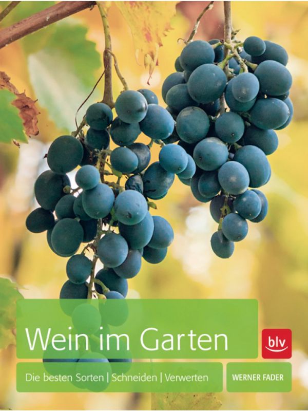 Wein im eigenen Garten