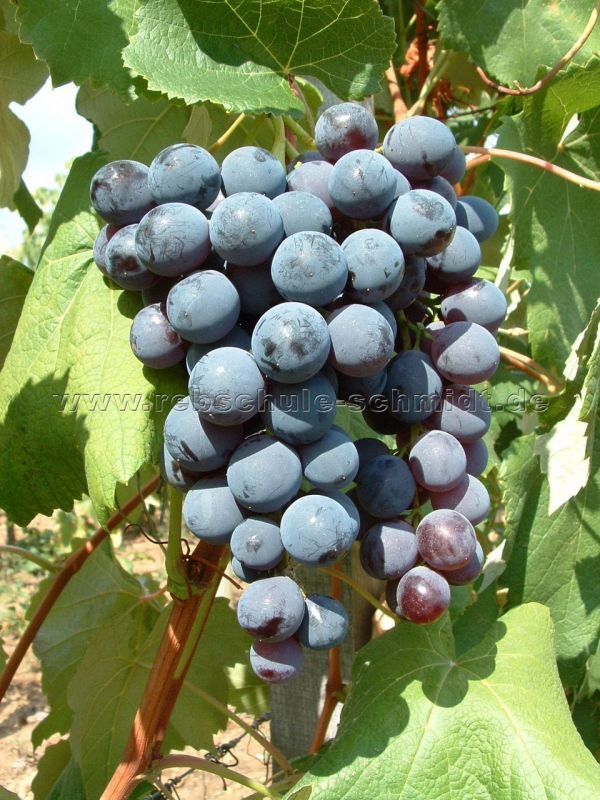 Vitis vinifera Muskat Nay blaue Weinrebe Tafelt großfruchtig veredelt 