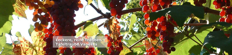 Traube Vanessa - Rebschule Schmidt