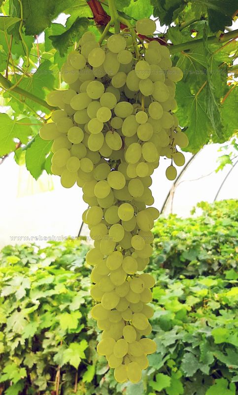 Kischmisch Lorus - seedless table grape