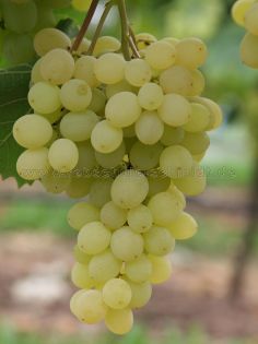 Selma - seedless - table grape