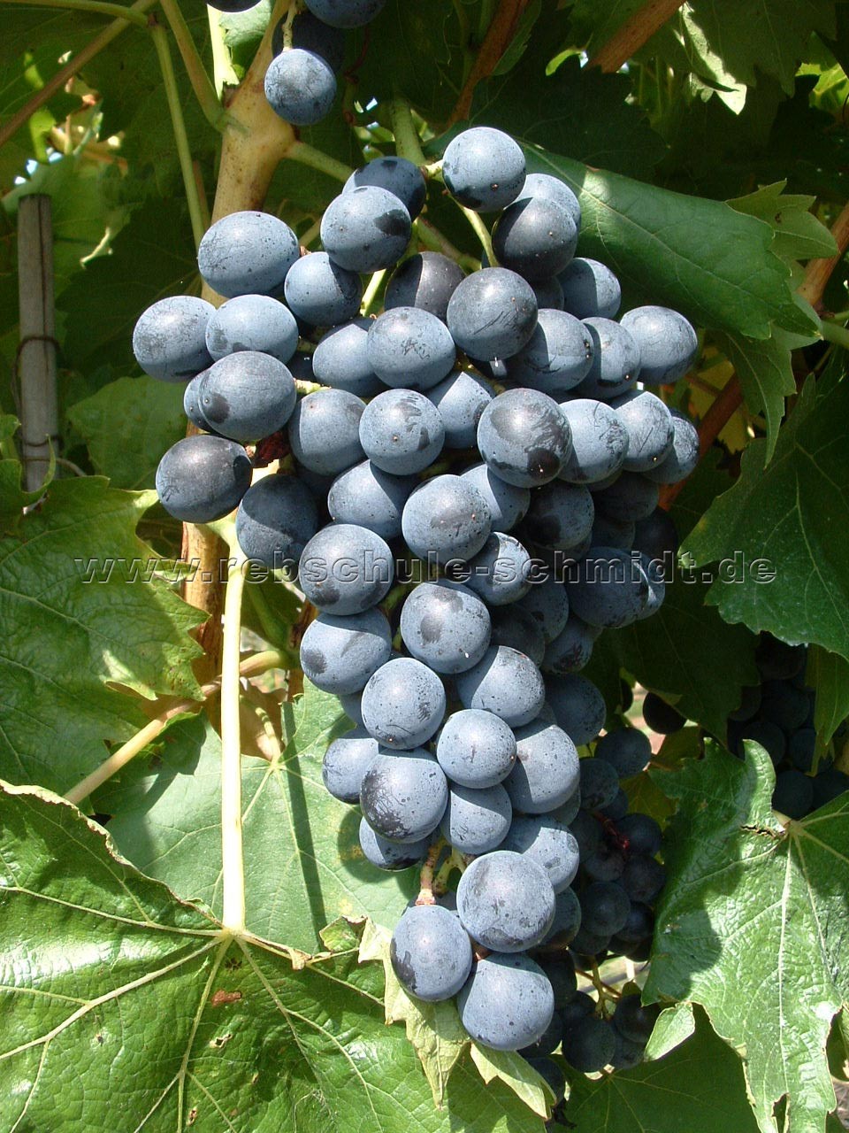 Vitis vinifera Muskat Blue blau Weinrebe Tafeltraube Wein Weintraube Winzersorte 
