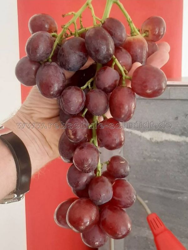 Everest - seedless - table grape