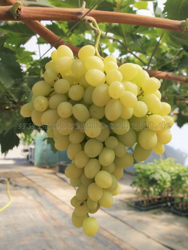 Blian - seedless table grape