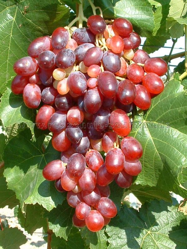 kernarme Traubenrebe für den Garten Vitis vinifera Arkadia Tafeltraube Arkadia® weiß 1 Traubenpflanze von Pflanzen-Kölle im 3 Liter Topf