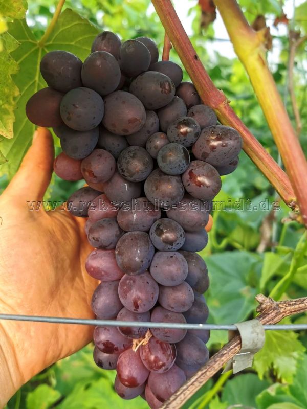 Klubni - seedless table grape