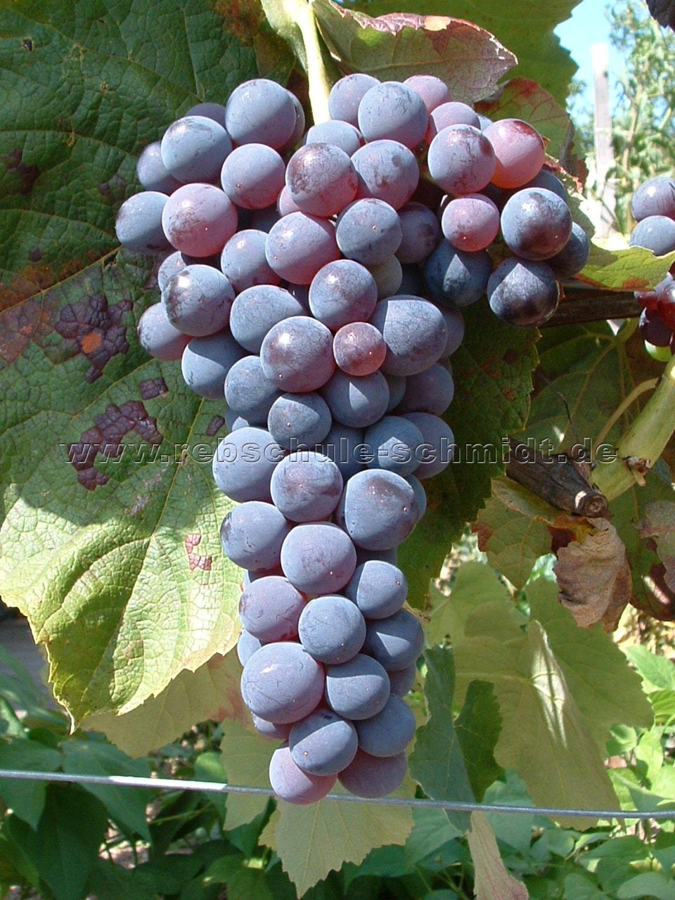 - den für Rebschule Weinrebe Venus | Garten kernlos Schmidt - kaufen