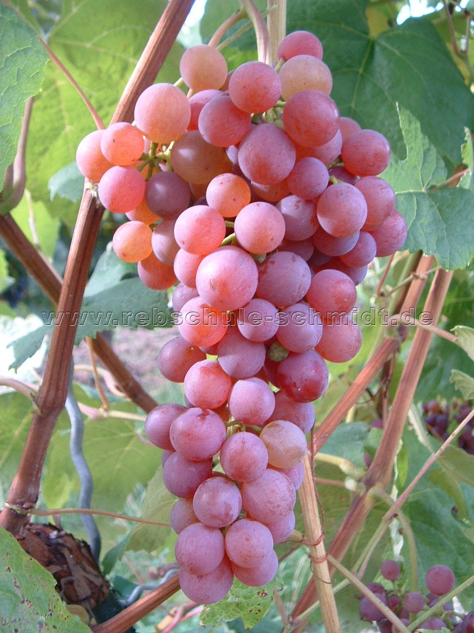 Suffolk red - kernlos - Weinrebe für den Garten kaufen | Rebschule Schmidt