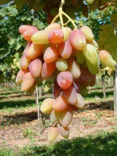 Original - few seeds - table grape