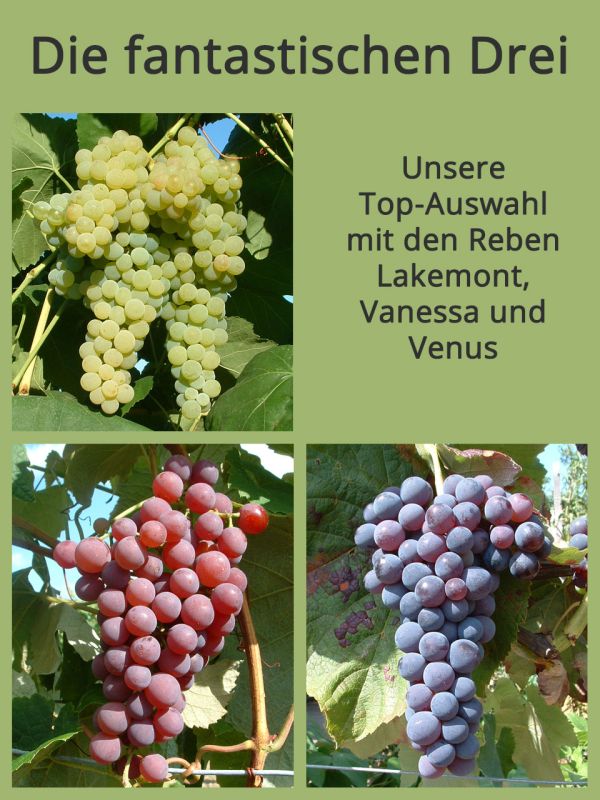 Weinrebe 'Venus' Kernlos, Pilzresistent