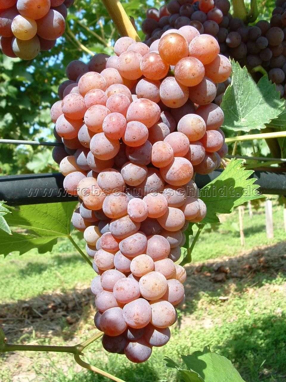 Rote Tafeltrauben
